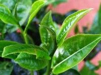 เทศบาลตำบลดอยฮาง